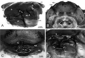 Attēlu rezultāti vaicājumam “Strongylosoma pallipes”