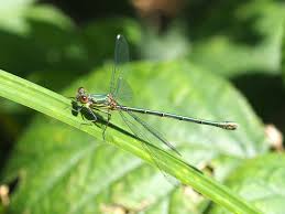 Attēlu rezultāti vaicājumam “Chalcolestes viridis”