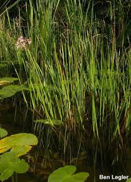 Attēlu rezultāti vaicājumam “Butomus umbellatus bud”