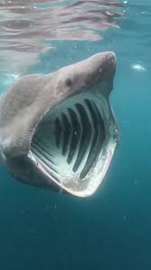 Image result for Cetorhinus maximus