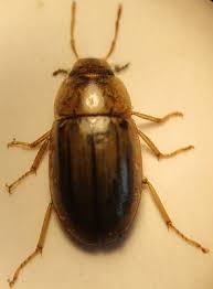 Attēlu rezultāti vaicājumam “Ceruchus chrysomelinus imago”