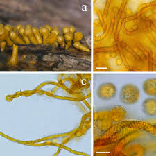 Attēlu rezultāti vaicājumam “Oligonema sp.”