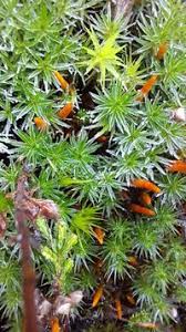 Attēlu rezultāti vaicājumam “Polytrichum juniperinum”