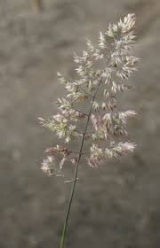 Attēlu rezultāti vaicājumam “Holcus lanatus  flower”