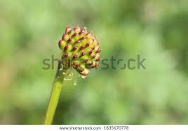 Attēlu rezultāti vaicājumam “Trollius europaeus bud”