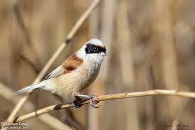 Image result for Remiz pendulinus