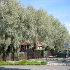 Attēlu rezultāti vaicājumam “Salix alba var. sericea”