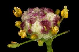 Attēlu rezultāti vaicājumam “Rorippa palustris flower”