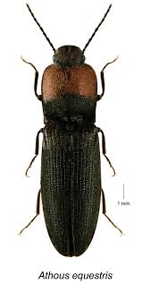 Attēlu rezultāti vaicājumam “Athous sp.”