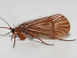 Attēlu rezultāti vaicājumam “Chaetopteryx villosa”