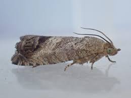 Attēlu rezultāti vaicājumam “Cydia splendana”