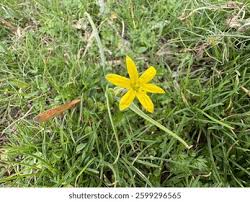 Attēlu rezultāti vaicājumam “Gagea lutea bud”