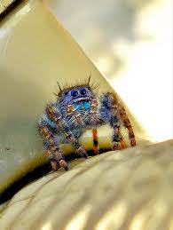 Attēlu rezultāti vaicājumam “Trichia longipalpis macro”