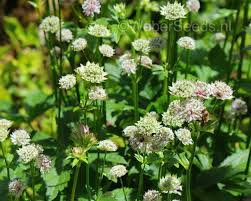 Attēlu rezultāti vaicājumam “Astrantia major”