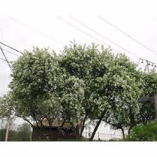 Attēlu rezultāti vaicājumam “Malus baccata”