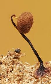 Attēlu rezultāti vaicājumam “Cribraria cancellata”