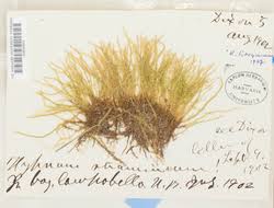 Attēlu rezultāti vaicājumam “Straminergon stramineum”