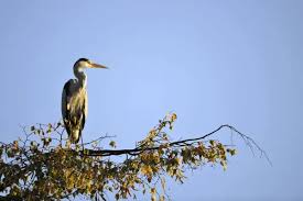 Attēlu rezultāti vaicājumam “Ardea cinerea”