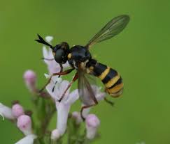 Attēlu rezultāti vaicājumam “Conopidae”