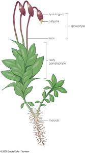 Attēlu rezultāti vaicājumam “Bryum pallens sporophyte”