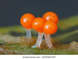 Attēlu rezultāti vaicājumam “Trichia decipiens”