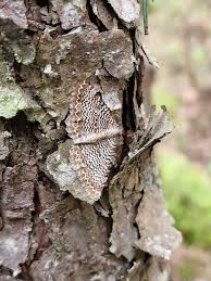 Attēlu rezultāti vaicājumam “Hydria undulata”