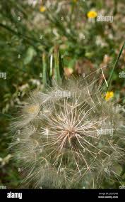 Attēlu rezultāti vaicājumam “Tragopogon pratensis subsp. pratensis fruit”