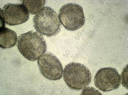 Attēlu rezultāti vaicājumam “Pucciniastrum areolatum”