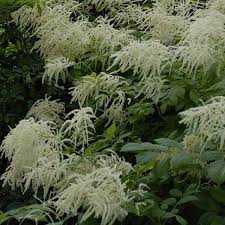 Image result for Aruncus dioicus