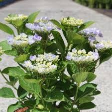 Attēlu rezultāti vaicājumam “Maianthemum bifolium flower”