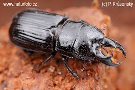 Attēlu rezultāti vaicājumam “Ceruchus chrysomelinus”