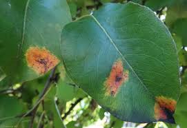 Attēlu rezultāti vaicājumam “Gymnosporangium sabinae”