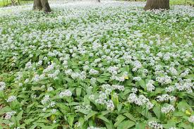 Image result for Bärlauch