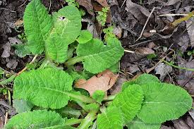 Image result for Primula veris
