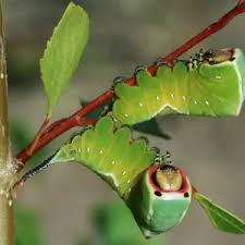 Attēlu rezultāti vaicājumam “Cerura vinula larva”