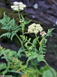 Attēlu rezultāti vaicājumam “Conioselinum tataricum”