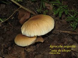 Attēlu rezultāti vaicājumam “Hemitrichia leiotricha”