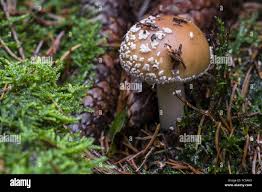 Attēlu rezultāti vaicājumam “Amanita regalis”