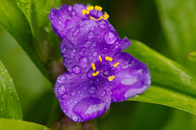 Attēlu rezultāti vaicājumam “Tradescantia virginiana flower”