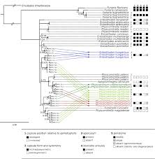 Attēlu rezultāti vaicājumam “Encalypta streptocarpa sporophyte”