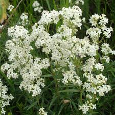 Attēlu rezultāti vaicājumam “Galium boreale leaf”