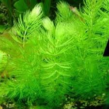 「金魚藻」的圖片搜尋結果