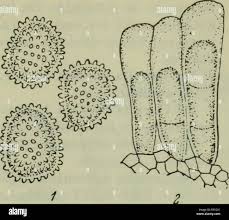 Attēlu rezultāti vaicājumam “Coleosporium sp.”