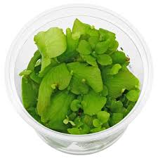 Attēlu rezultāti vaicājumam “Najas tenuissima leaf”