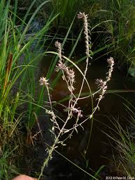 Attēlu rezultāti vaicājumam “Odontites vulgaris flower”