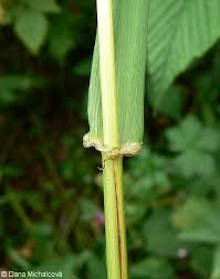 Attēlu rezultāti vaicājumam “Festuca gigantea”