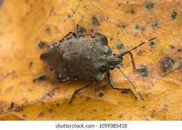 Attēlu rezultāti vaicājumam “Troilus luridus”