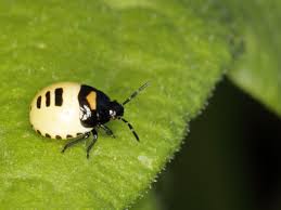 Attēlu rezultāti vaicājumam “Tritomegas bicolor”