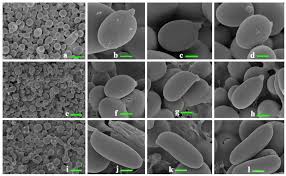 Attēlu rezultāti vaicājumam “Badhamiopsis praetermissa spores”