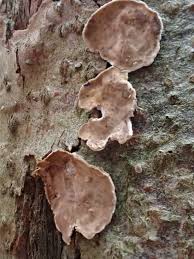 Attēlu rezultāti vaicājumam “Stereum rugosum”